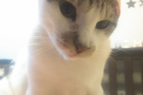 初めて猫を飼い始めましてu2026 - アレルギー(好酸球性肉芽腫)