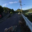 家の前にイノシシ🐗