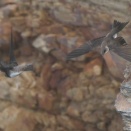 ショウドウツバメ飛翔 Sand Martin