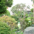 今日は亡母の命日です