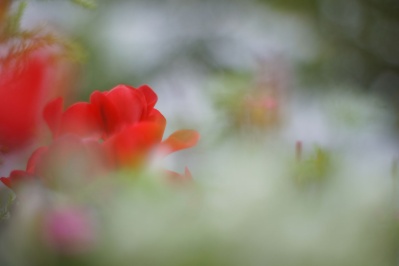 RE TOPCOR 55mm f1.7(TOPCON RE) : 会計士によるバリューアップ