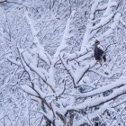『投稿：AFボーグによる雪のオオワシ　2023/04/17』の画像