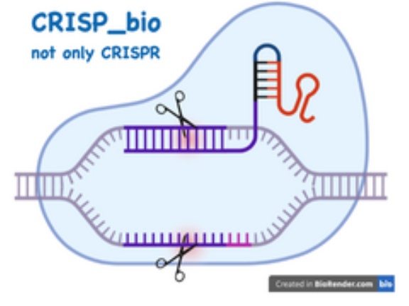 Cas9の金属依存的な活性を制御する隠れた結合ポケット (cryptic binding pocket)を発見