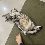 ねころぐ ～にゃんごくLife @クアラルンプール～