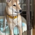 白郷犬舎の優しいウルフ君です