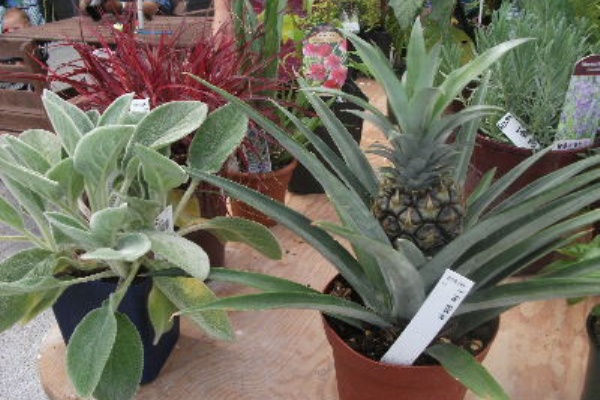 卓上パイナップル 観葉植物発見 バンクーバーの森 卓上パイナップル 観葉植物発見 バンクーバーの森