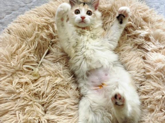 聖子ちゃん無事帰宅と閲覧注意な痛いハナシ。