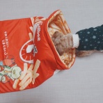 元保護犬 マルチーズとトイプードルの記録♪