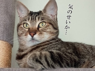 娘の夏休みはまだ始まっていない。と、キラキラリンなしずく作りました。