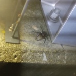 蛍のテラリウム、カブトクワガタ飼育