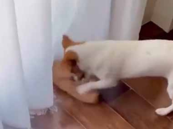 床の拭き掃除は少し面倒だ。私に任せて！ → かわいい掃除屋さんはこちらです…
