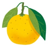 『【数量限定】南国宮崎の柑橘サワー「日向夏みかんサワー」』の画像