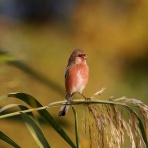 お城と淀川の鳥撮り記