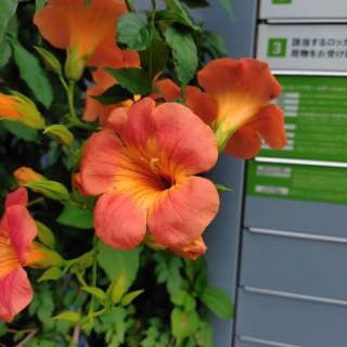 「うつ」の心に癒しを。