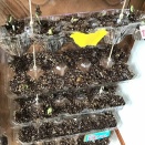 ガッツだぜ