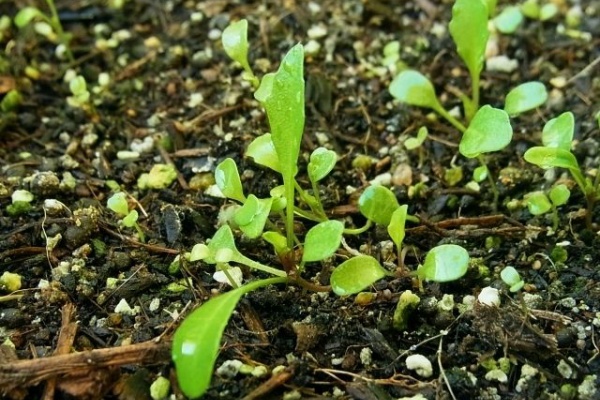 Kochan S ベランダ菜園blog マンションガーデニング 家庭菜園 仙台グルメ キャンペーン情報等 ロケット ルッコラ栽培
