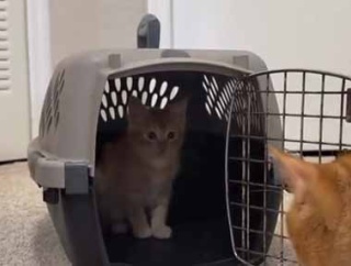 新しい子猫を迎え入れた。お前は誰だぁ！？ → 先住猫はだんだんこうなります…