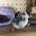 桜文鳥おぴい三昧