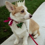 リティ＆クリンシのカリフォルニア生活