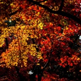 『紅葉狩りｽﾎﾟｯﾄ🍂『2025.11 岡山後楽園➂』岡山市北区後楽園』の画像