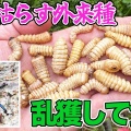 成虫1匹で現金100円…埼玉で“危険昆虫”駆除作戦スタート　サクラやウメを枯らす特定外来生物クビアカツヤカミキリ  [煮卵★]
