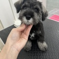 トリミングブログ