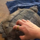甲羅越しでも気持ちよくて、カリカリされるとフリフリしちゃう亀さん