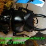 ブリーディングブログ