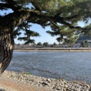 春の京都、嵐山