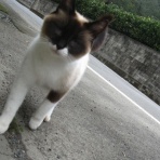 南の島の片隅で