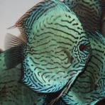 AquaDreams_officialのblog