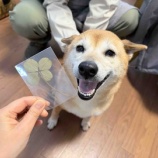 『柴犬よつばちゃん、貧血でした...』の画像