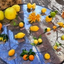 イタリア料理③前菜-7-18.柑橘類(オレンジ類・オレンジ類以外)