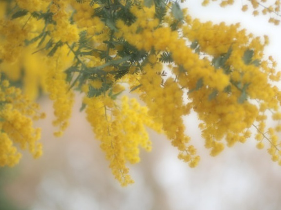 ミモザ・沈丁花・ユキヤナギ・藪椿！春の花巡り（大村市）