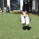 伊豆半島⑦ヴィラージュ伊豆高原②