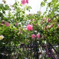 花が溢れ出す