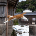 猫写真家・沖 昌之のブログ　野良ねこちゃんねる。　