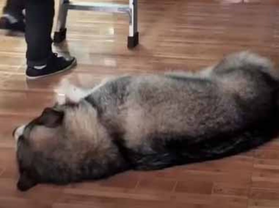 でっかい犬が床で寝ていた。お母さんが脚立に乗って作業を始める → 優しい犬はこうします…