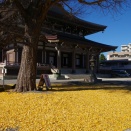 東別院のイチョウ