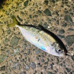 シーバス&ライトゲームな日々