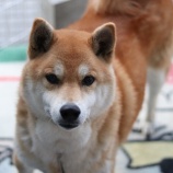 『1月21日(土)~22日(日)は譲渡会です』の画像