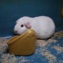 モルモットお母さんご懐妊！と今月の早じまいとお休み。