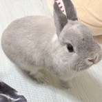 ブンチョ日誌