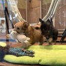 ポメ好き店員がスタッフの推しを聞きました🐕