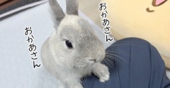 うさぎのルリ(10/4追記)