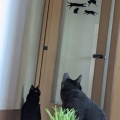ねこ草