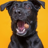 『犬の中にある礼節を育てる、育つと信じる』の画像