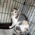 昨日のレスキューの猫ちゃん達です。😸
