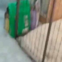 預けていた子ネコを迎えに行った。ここだよ、ここだよぉ～！ → 子猫はこんな様子でした…
