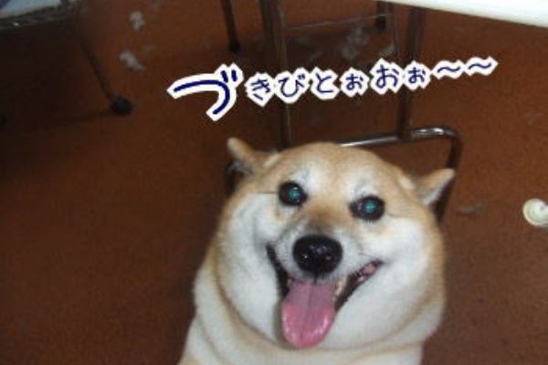 柴犬カンチの足跡日記 11